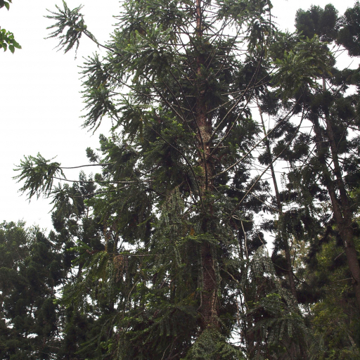Araucaria Hunsteinii