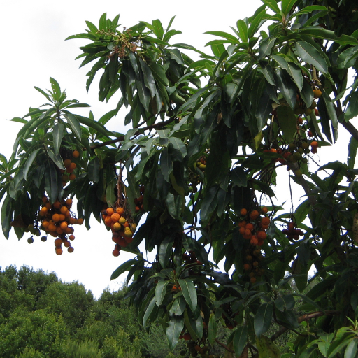 Arbutus Canariensis