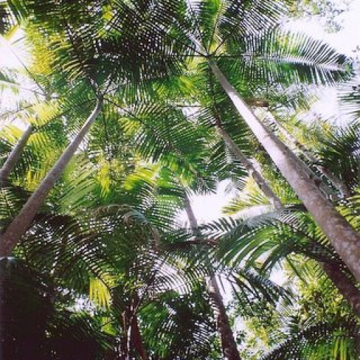 Archontophoenix Cunninghamiana