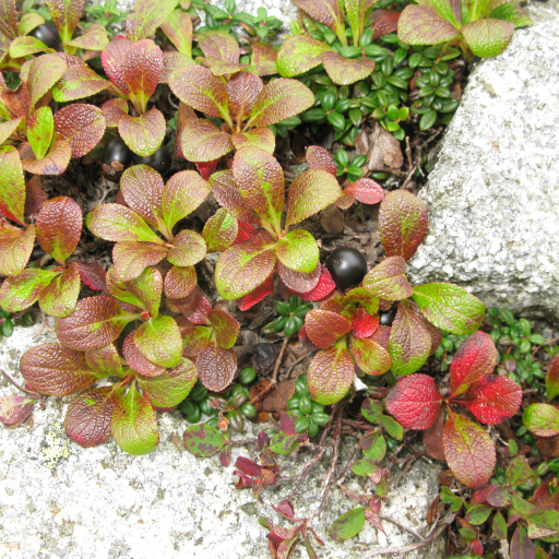 Arctostaphylos Alpinus