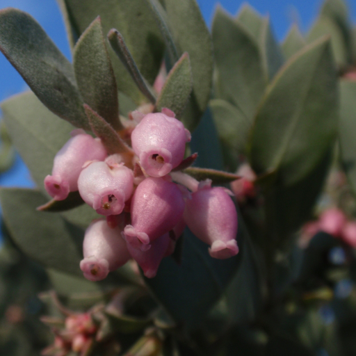 Arctostaphylos Canescens