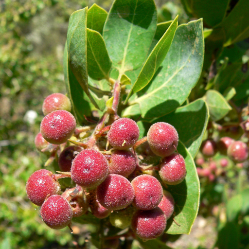 Arctostaphylos Glauca