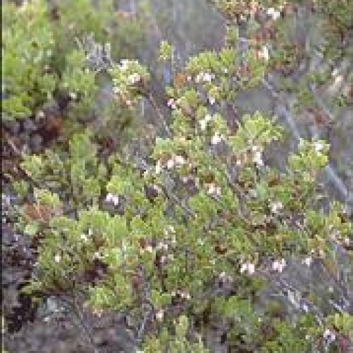 Arctostaphylos Myrtifolia