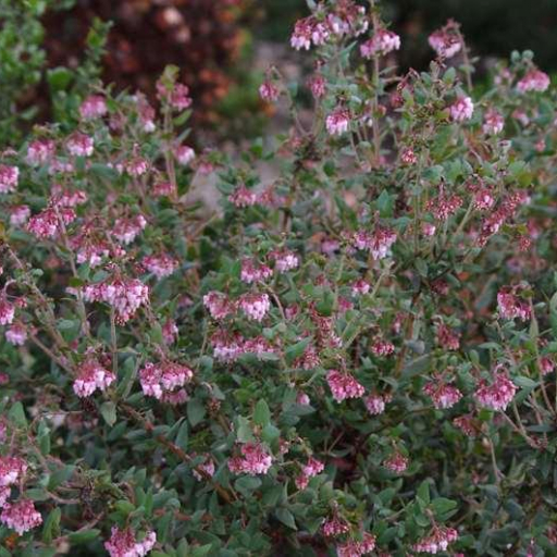 Arctostaphylos Pajaroensis