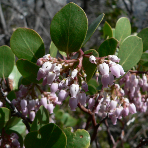 Arctostaphylos Patula