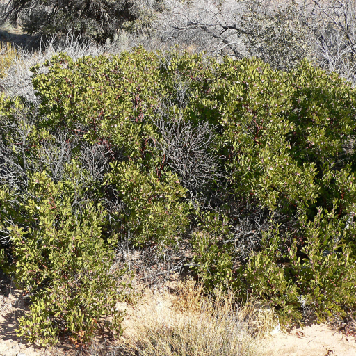 Arctostaphylos Pungens