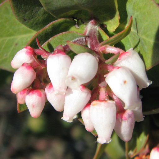 Arctostaphylos Tomentosa