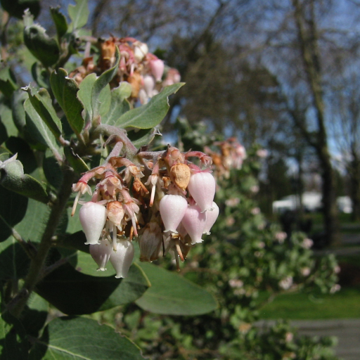 Arctostaphylos Viscida