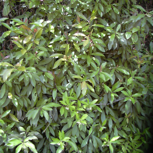 Ardisia Elliptica