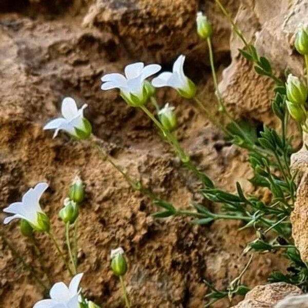 Arenaria Libanotica