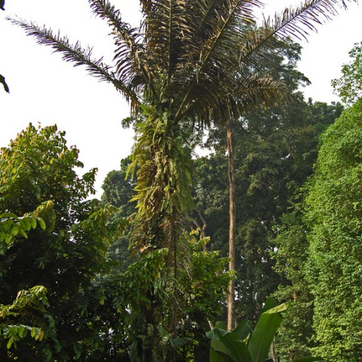 Arenga Pinnata