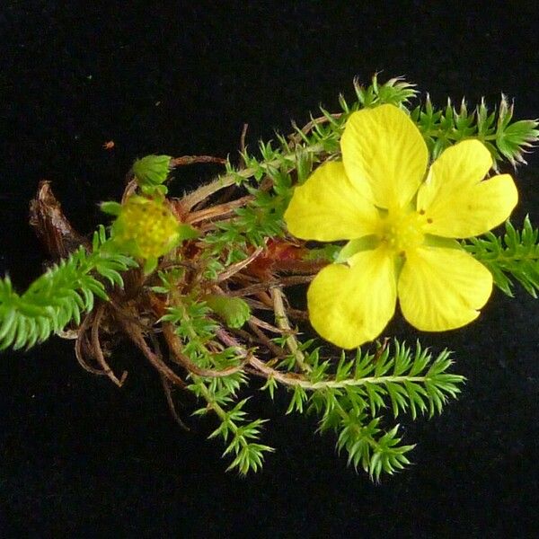 Argentina Microphylla Care Guide: Water, Soil & Propagation - Plantiary
