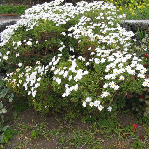 Argyranthemum Frutescens