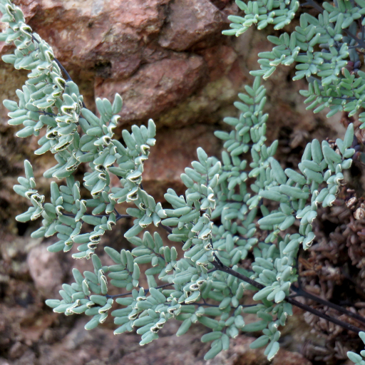 Argyrochosma Limitanea