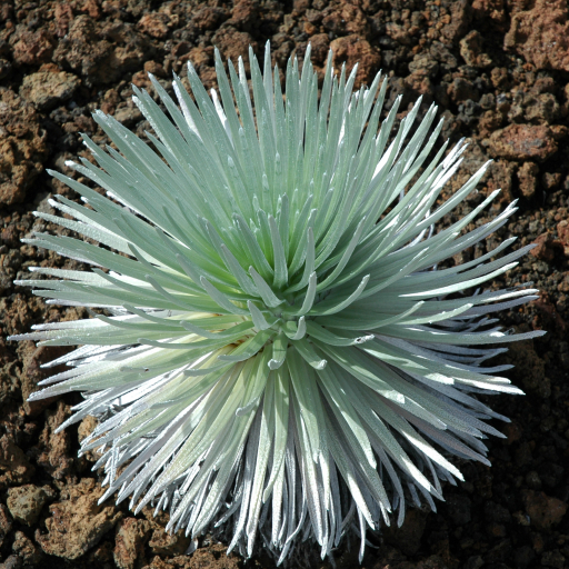 Argyroxiphium Sandwicense