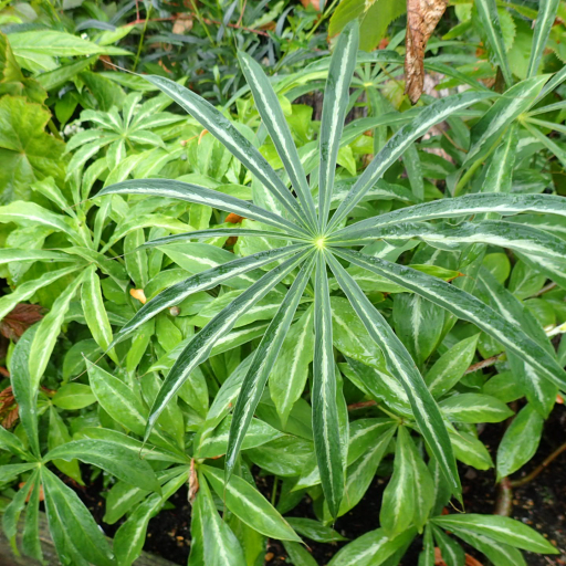 Arisaema Consanguineum