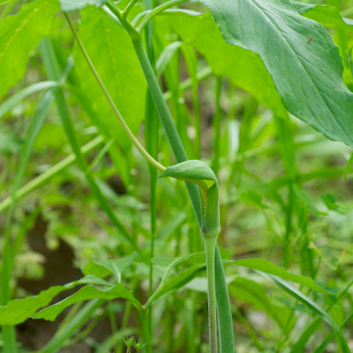 Arisaema Dracontium