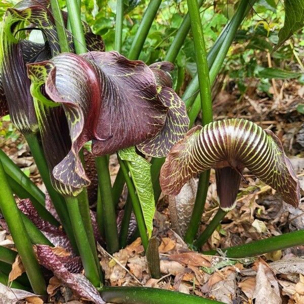 Arisaema Griffithii