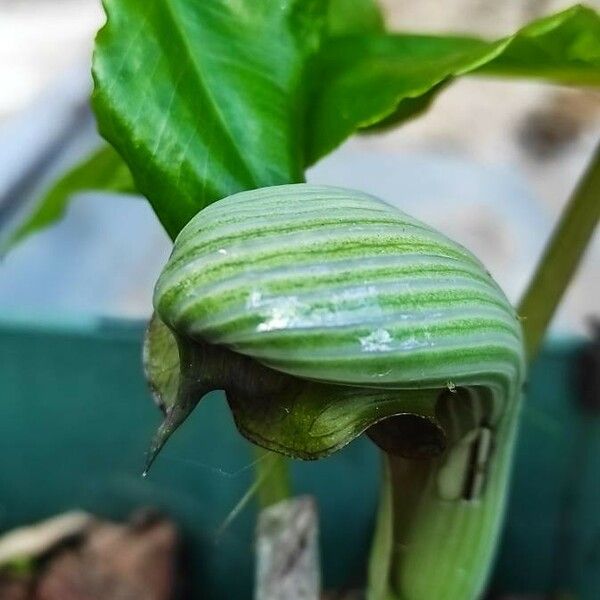 Arisaema Ringens