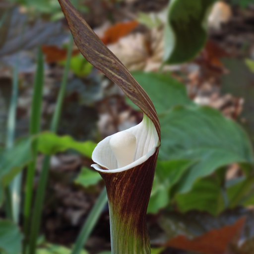 Arisaema Sikokianum