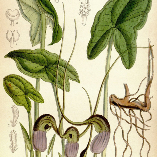 Arisarum Proboscideum