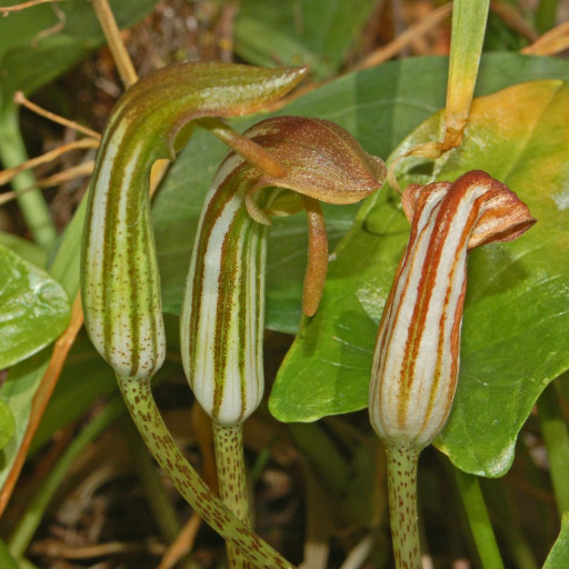 Arisarum Vulgare