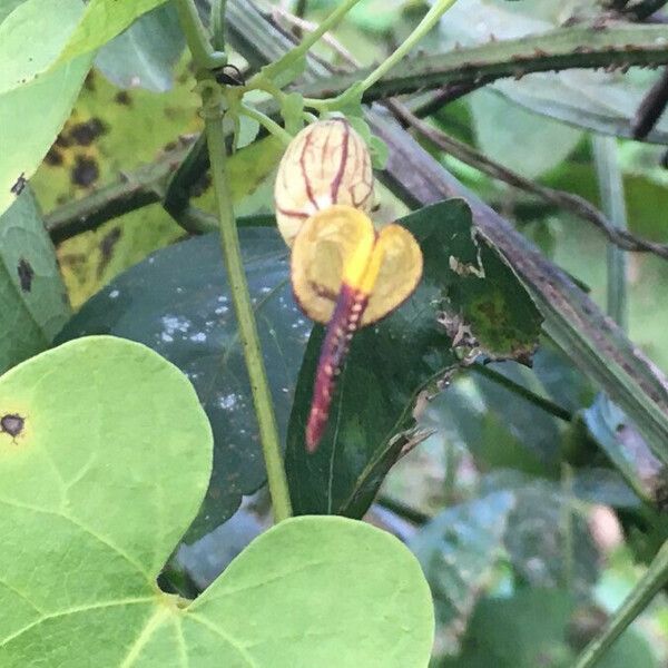 Aristolochia Anguicida