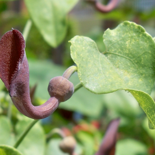 Aristolochia Baetica