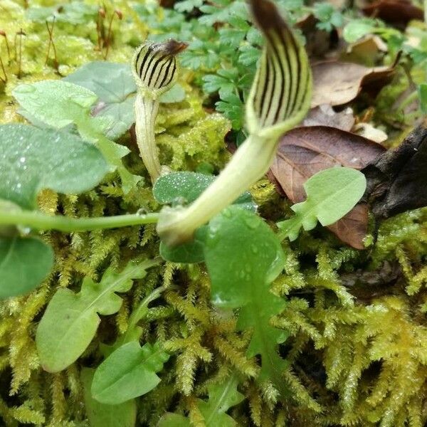 Green-Flowered Birthwort (Aristolochia Clusii) Care Guide: Water, Soil ...