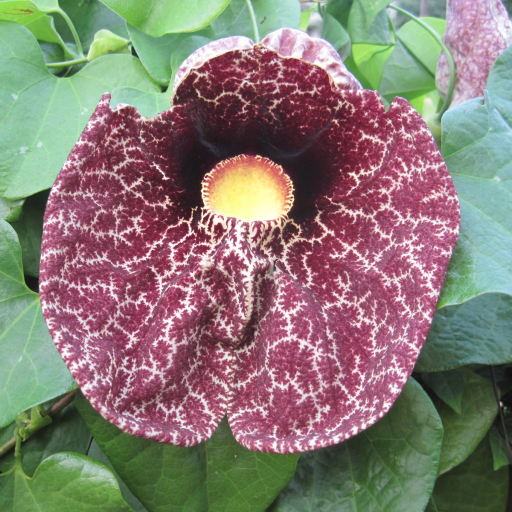 Aristolochia Elegans