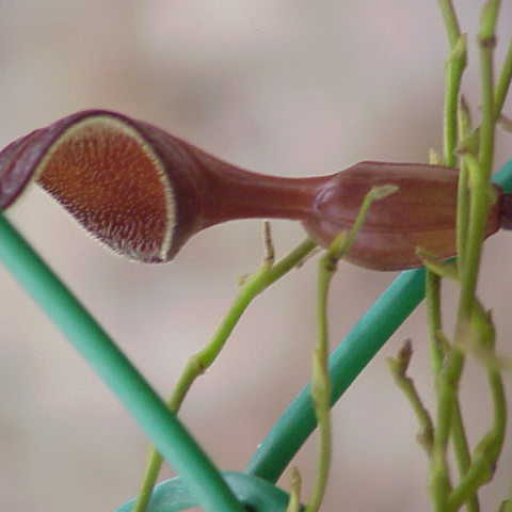 Aristolochia Maxima