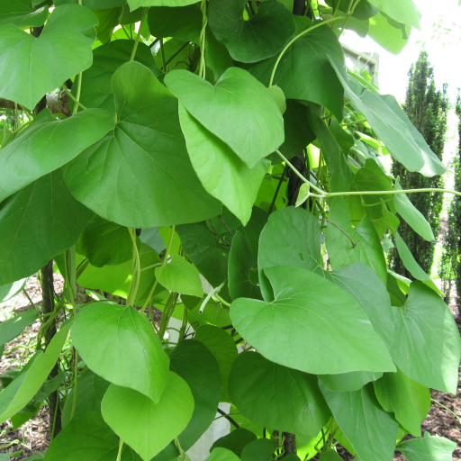 Aristolochia Tomentosa