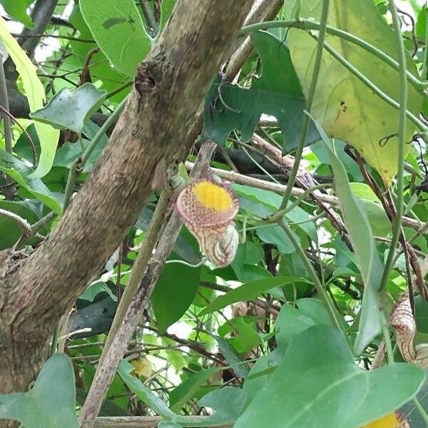 Aristolochia Triangularis