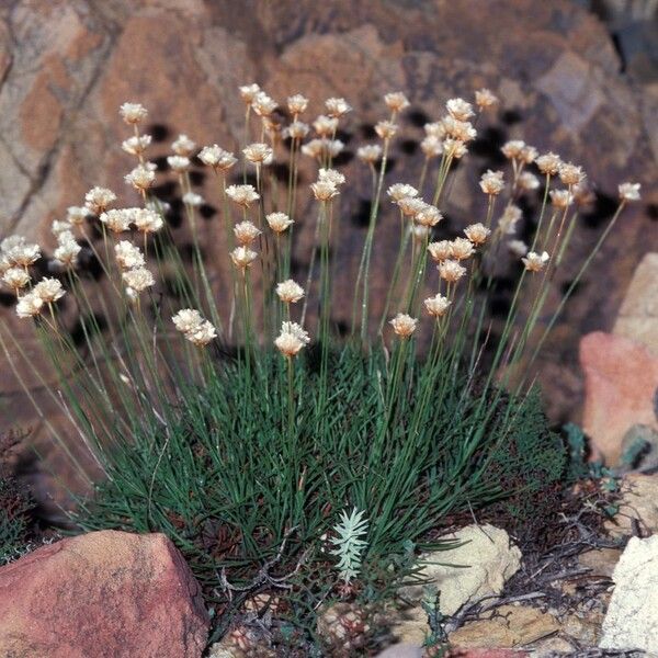 Armeria Leucocephala
