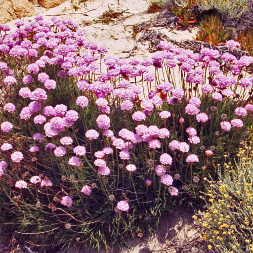 Armeria Pungens