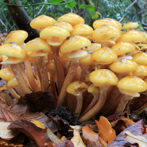 Armillaria Mellea