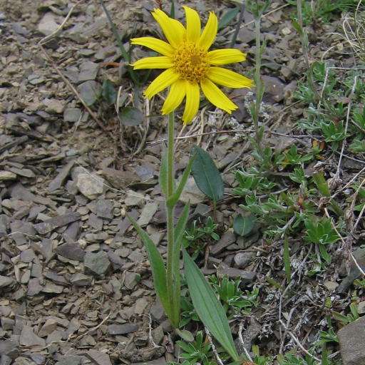 Arnica Angustifolia
