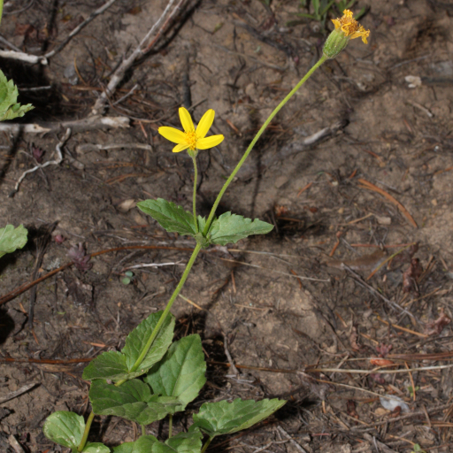 Arnica Latifolia