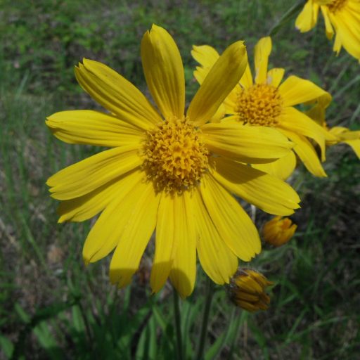 Arnica Lonchophylla