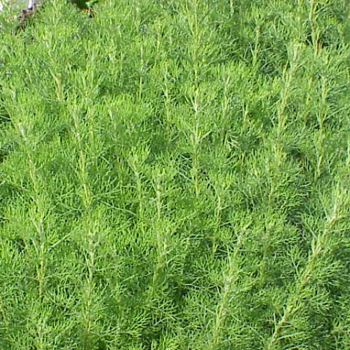 Artemisia Abrotanum