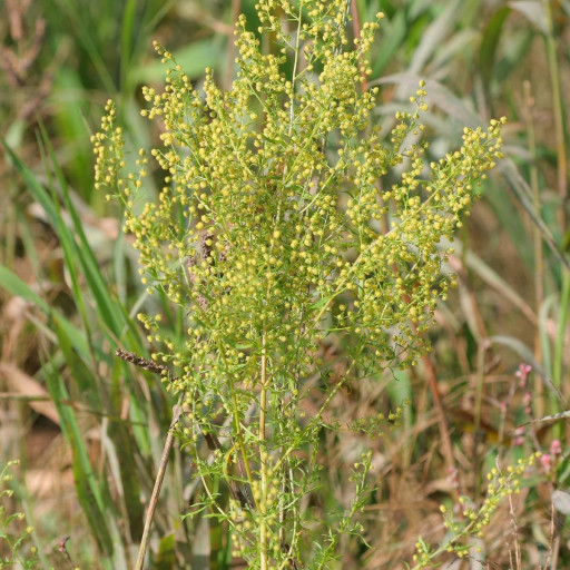 Artemisia Annua