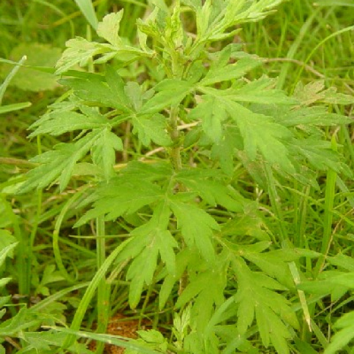 Artemisia Argyi