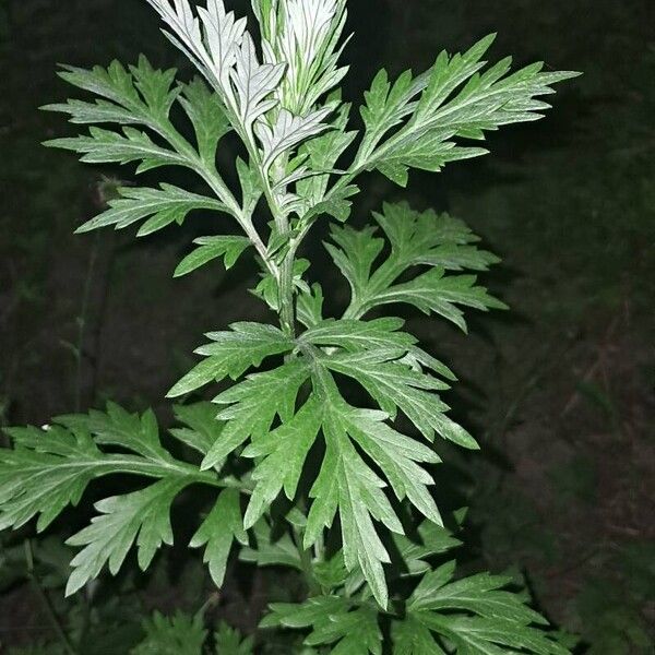 Artemisia Indica