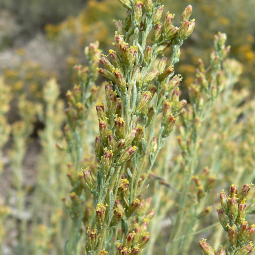 Artemisia Nova