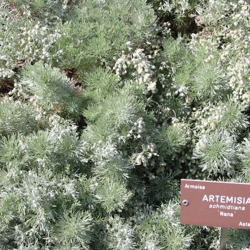 Artemisia Schmidtiana