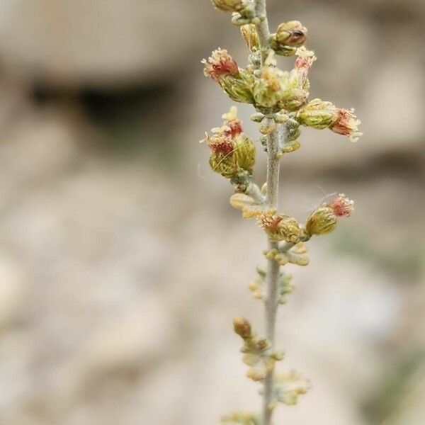 Artemisia Sieberi