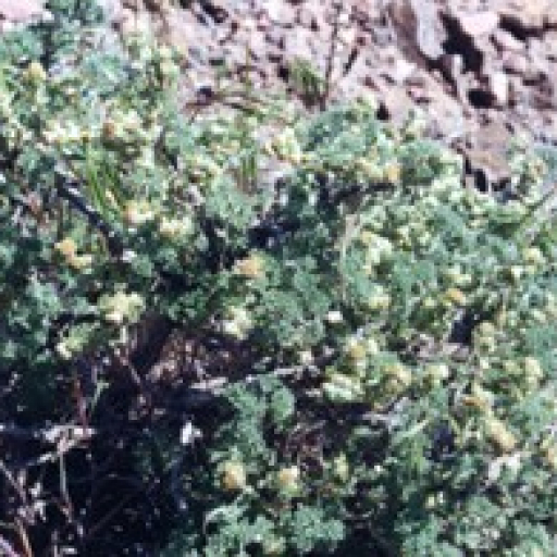Artemisia Spinescens