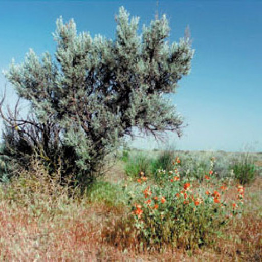 Artemisia Tridentata