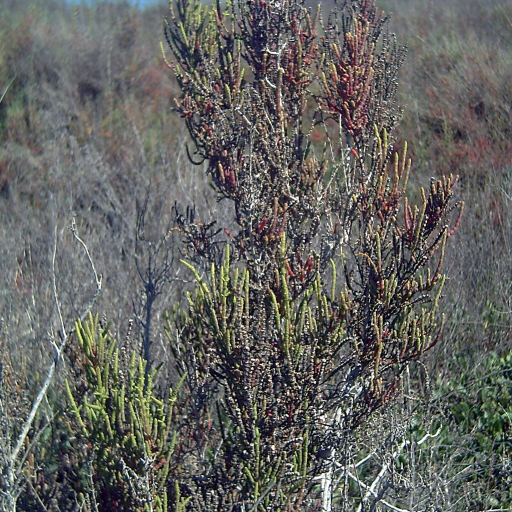 Arthrocaulon Macrostachyum