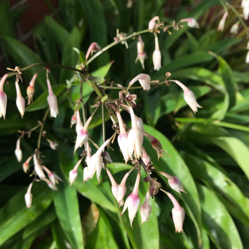 Arthropodium Cirratum
